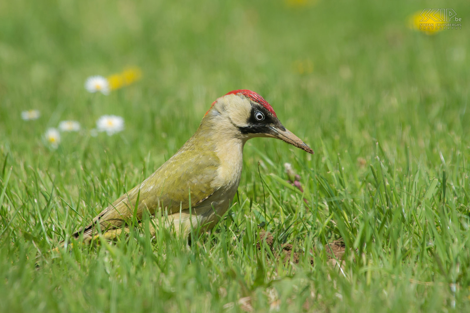 Spechten - Groene specht De Groene specht (Picus viridis) komt regelmatig in mijn tuin. De prachtige vogel heeft een luide lach en zoekt zijn eten (mieren, wormen, larven, kevers, …) voornamelijk op de grond.  Stefan Cruysberghs